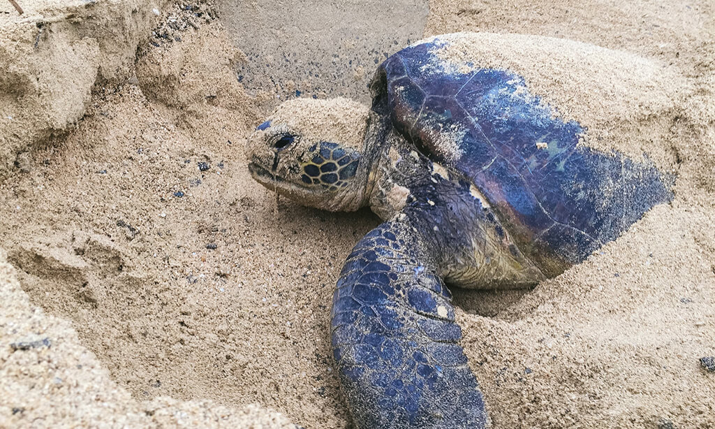 奄美を旅行するならここ！後悔しないおすすめスポット10選を紹介